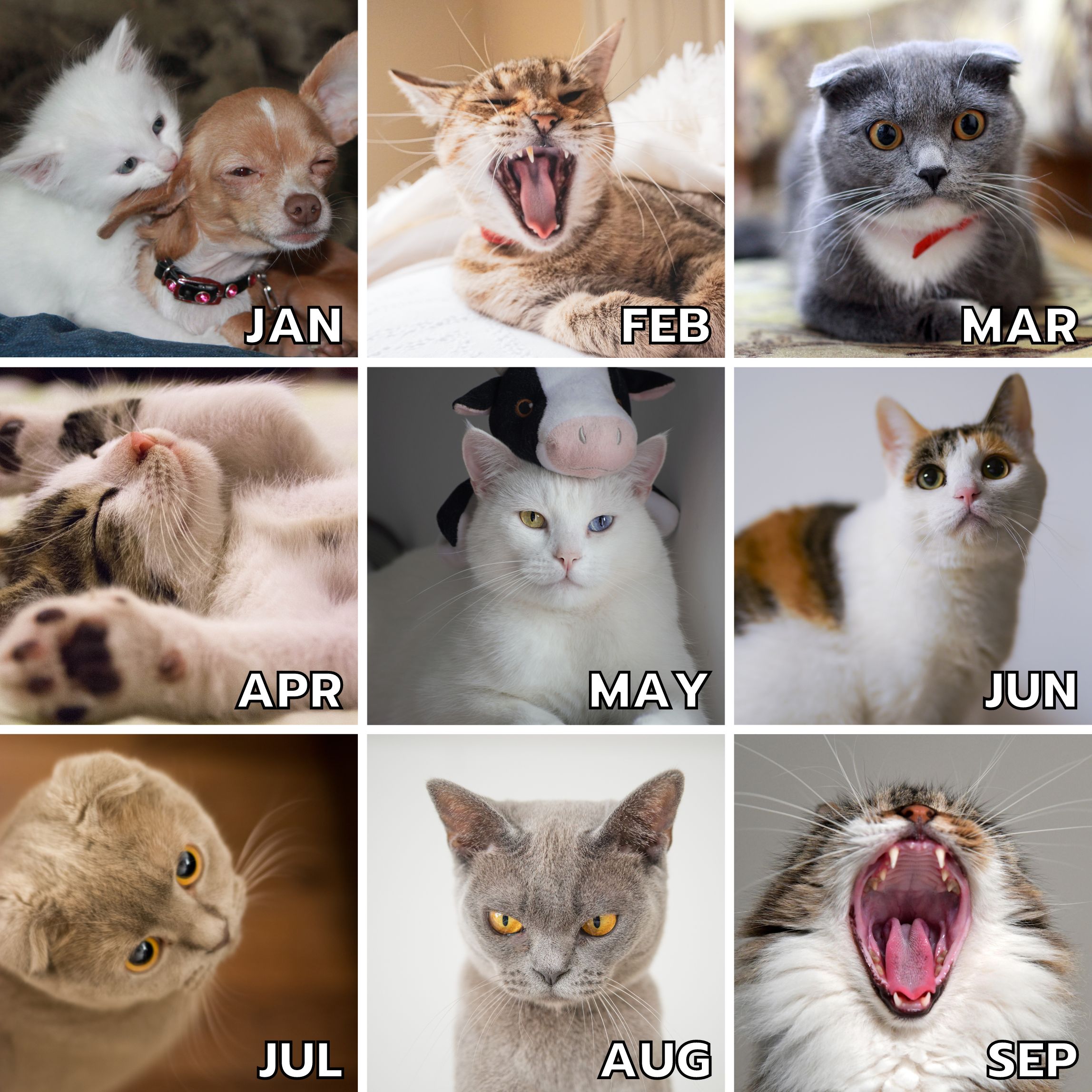 Template Grid Instagram Cat Monthly Mood 9