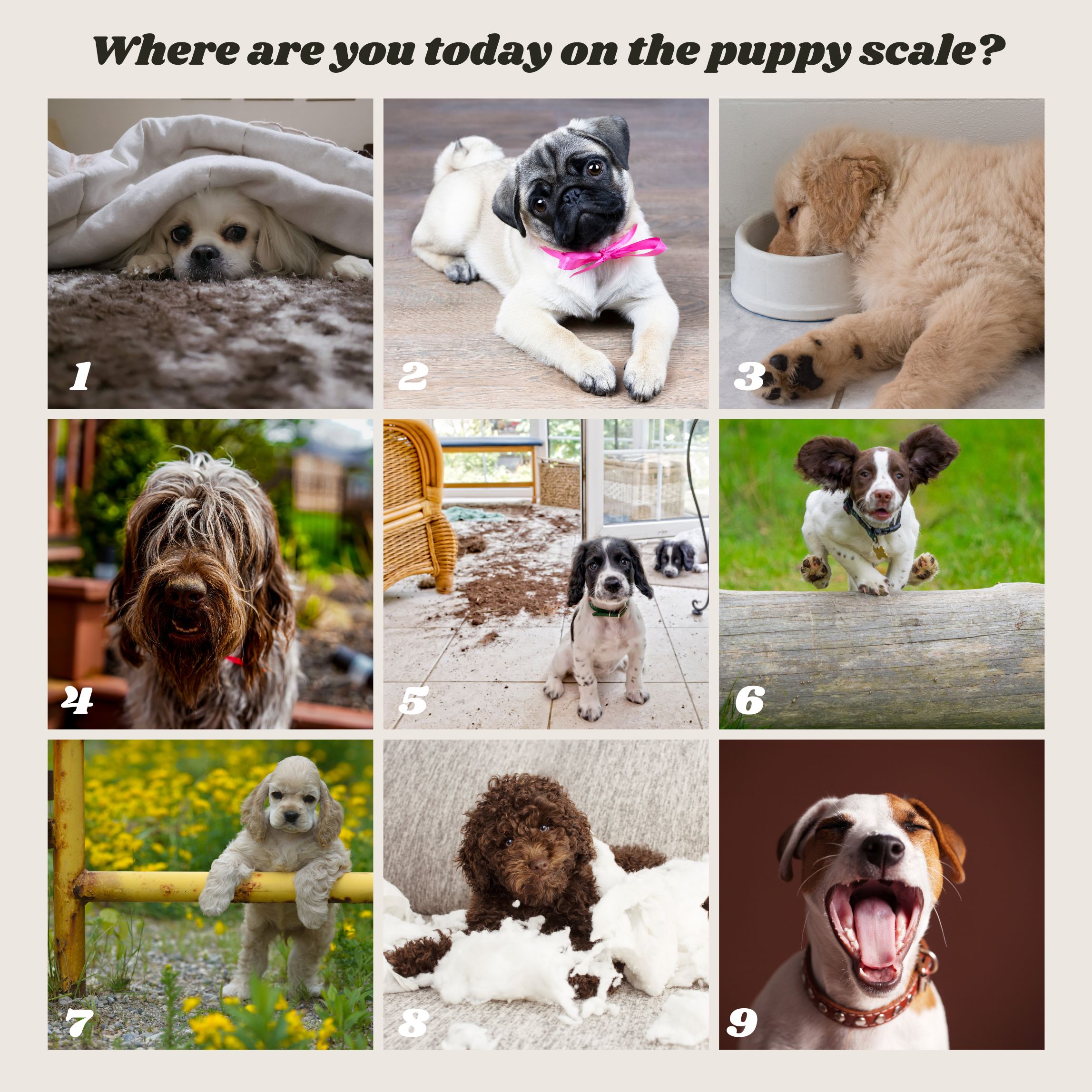 Template Grid Instagram Puppy Photo Dog